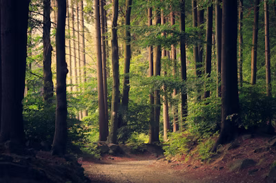 Forest path